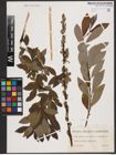 Foto von Salix aurita L. x Salix cinerea L.